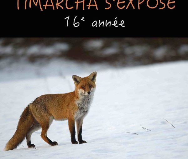 Timarcha s’expose / 27 février – 14 mars
